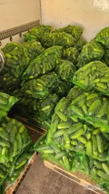 Witam sprzedam ogorka salaciaka, odmiana octopus, ponad 2 tony, cena do negocjacji. Zapraszam do kontaktu 