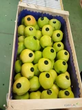 Firma Creatori zakupi jabłko do sortu lub za wagę Gala , Golden, Red Cup, Jerenino, King Towar, Red Chief, Jonaprince, Najdared, Idaret,...