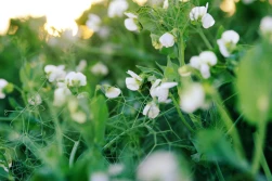 Groch. Przełamanie złej passy?