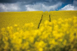 Wzrost importu rzepaku do UE o ponad 40%!