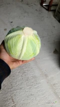 Sprzedam kapuste odmiany Ambrozja, market kaliber do 3.5kg oraz przemysł 4kg do 10kg