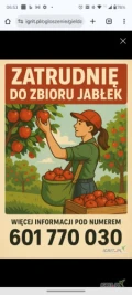 Zatrudnię do zbioru jabłek. Więcej informacji pod numerem 601770030