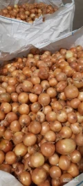 Sprzedam Cebule 400 ton po obcinarce wysortowana 50/80 big bag worek luz . Dostępne również inne kalibry oraz cebula do obcinarki i...