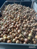 Kupię cebule żółta na pakowanie, luz. 