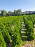 Poszukujemy dostawcy sadzonek Thuja Smaragd (do kopania) o wysokości 180-220 cm na eksport. Ilość do 900 sztuk. Cena nie więcej niż 30...