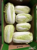 Sprzedam około 8 ton kapusty pekińskiej w około 40% trafia się tipburn, cena do uzgodnienia 
