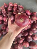 Sprzedam cebulę czerwoną importowaną - Egipt (bezpośredni importer).