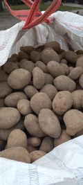 Witam, sprzedam ziemniaki Jurek, worek lub big-bag, 50+ 