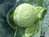 Sprzedam kapustę białą do kiszenia lub na gołąbki duże głowy jakość bardzo dobra główki 3+