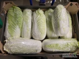 Sprzedam kapustę pekińską w dowolnym opakowaniu.