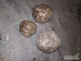 Sprzedam około 3 tony selera na brudno wstępnie oczyszczony po kopaniu waga 0.5 do 2 kg większość grubego cena 50 gr kg opakowanie do...