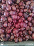 Sprzedam cebulę czerwoną kal  45+ 6 ton