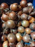 Sprzedam cebula niefazerowaną pobudzona kaliber 45+ Odmiana medus 