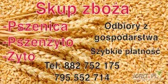 Kupię zboża :