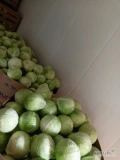 Sprzedam kapustę białą market.  Wielkość do uzgodnienia 1-2,5kg 1-3,5kg