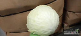Sprzedam dwa tiry kapusty białej do przetwórstwa opak karton box lub skrzyniopalety . Ponadto dostępna kapusta biała handlowa lub na...