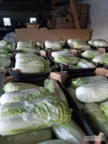 Naszykuje pod zamówienie kapustę pekińska Bilko 0,5-1,8. Ilości paletowe, najwyższa jakość bez robaka i tipburna. 