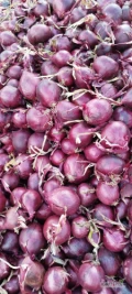 Cebula CZERWONA z siewu do pakowania i obieranie. Red baron, ilości tirowe, import, dostawa do klienta. Co tydzień nowe oferty. Dostępne...