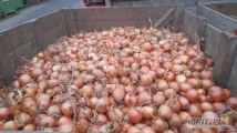 Sprzedam cebule na obieranie 40/90 cena 1.5 netto, 26 ton
