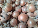 Sprzedam cebulę z siewu wiosennego odmiana Hybelle . Ładna zdrowa, ilosci tirowe