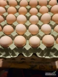 Witam serdecznie posiadam w sprzedaży jajka od młodych kur waga 40/55g ilości 300szt kolor krem  w przeciągu miesiąca dojdze brąz