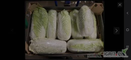 Kupie kapustę pekińską pakowana w karton 10kg 