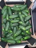Sprzedam duże ilości świeżego ogórka gruntowego drobnego ,marketowego lub sałaciaka.Produkt Polski wysoka jakość  .Cena do...