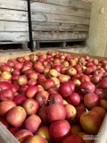 Sprzedam 190skp jabłka odmiany Breaburn, z delikatnym parchem przechowalniczy. Zrywany Od 60mm+. Jędrność 7,5+. Więcej informacji pod...