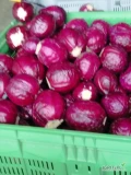 Sprzedam czerwona kapuste. Handlowanlub na przemysl. 