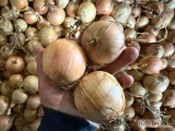Sprzedam świeżą cebule odmiana Spirit i Nation wyprodukowaną w moim gospodarstwie w kalibrażu 5cm i więcej z przewagą 6-10 cm...