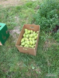 Sprzedam Gruszkę Michałka, Bonkreta Wiliamsa, około 1800-1900kg, na zielono, wiekszośc 55/60+