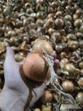 Witam sprzedam cebulę z przeznaczeniem na worek kaliber 4.5-8  około 400 ton zapraszam serdecznie do współpracy 
