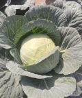Sprzedam kapustę białą Novoton 