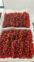 Sprzedam porzeczkę czerwona deser z ggn piękny gruby towar zapraszam do kontaktu opakowanie do uzgodnienia. Posiadam badania,...