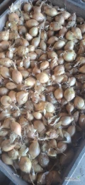 Sprzedam recznie zbieraną cebule cukrową. Dobrze wysuszona, w zlotej łusce 