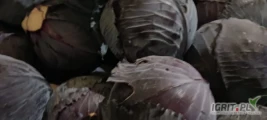 Sprzedam kapustę czerwoną na długie przechowanie 1-3kg zdrowa czysta pakowanie w skrzyniopalety duże ilości 