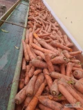 Sprzedam marchew odmiany Carvora kal 2-4 handlowa z późnego siewu, na brudno, ładnie się myje 