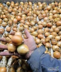 Sprzedam 20ton cebuli nie fazerowanej. Cebula żółta kaliber 30-50mm. Na wysadke lub pakowanie zdrowa twarda łuska...