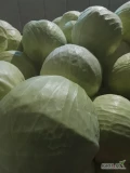 Sprzedam kapustę białą jakość marketowa kaliber 1-3,5kg