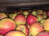 Sprzedam 100 skrzyń Jonagoldów. 