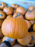 Sprzedam dynie Halloween odmiany Mars, Gomez i Speedfajer. Ilości hurtowe. Możliwość naszykowania w dowolne opakowanie i transportu.