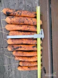 Sprzedam marchew kaliber 3-5.5cm