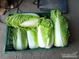 Sprzedam kapustę Pekińska ładna zielona czysta w środku 