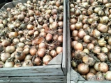 Sprzedam cebulę kaliber 45+