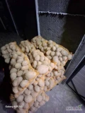 Witam. Sprzedam ziemniaka jurek w workach 15kg. Towar ładny gruby. Dostępne około 300 worków. Tel. 725726725 (jak nie odbieram to...
