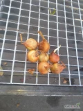 Witam,sprzedam cebulę nie fazerowaną pakowaną w big-beg. Kaliber to 3-4,5 cm.uprzejmie zapraszam do kontaktu.
