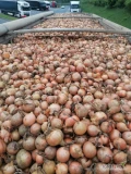 Cebula żółta na worek 2 klasa. 60%6+. Fazor. Ilości tirowe. Dostawa do klienta. Import 