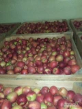 Sprzedam jabłko Szampion, Prince Selekt, Jonagored Supra 