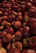 Sprzedam jabłka: PRINCE, EMPIRE, GALA MUST i inne 