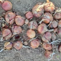 Sprzedam cebulę czerwoną zimowa do obierania, 20gr/kg. Ładna, zdrowa, ilości tir.